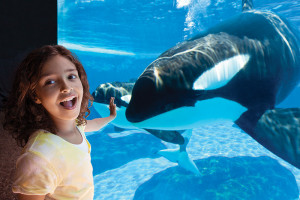 Have a WHALE of a time at SeaWorld Orlando