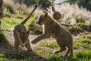 Lions, Tigers, and Baby Elephants, Oh My! - The San Diego Zoo or Safari Park Package