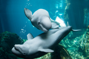 Georgia Aquarium Behind the Seas & General Admission Anytime Ticket + Hotel Package - Skip The Box Office Line