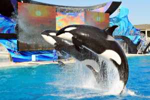 SeaWorld San Diego & San Diego Zoo Combo Deal