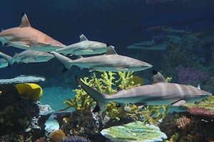 National Aquarium Hotel + Ticket Package