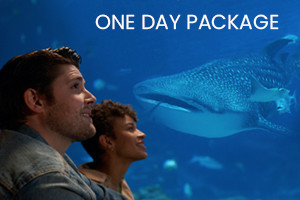 Georgia Aquarium General Admission Ticket + Hotel Package