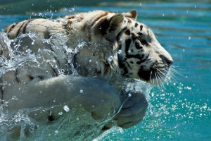 Out of Africa Wildlife Park Hotel + General Admission Tickets