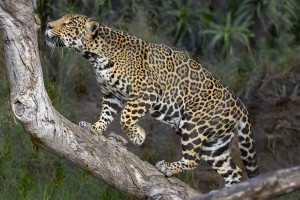 San Diego Zoo Hotel + Ticket Package