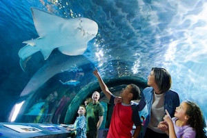 Newport Aquarium Hotel + Ticket Package