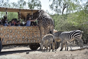 Out of Africa Wildlife Park Hotel + Expedition Pass Package