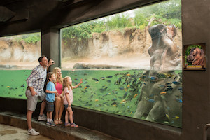 San Antonio Zoocation