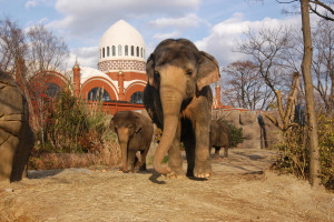 Cincinnati Zoo & Botanical Garden Hotel + Ticket Package