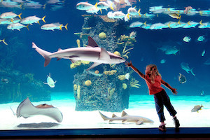 Newport Aquarium Hotel + Ticket Package