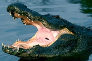 Build Your Own Orlando Adventure Hotel + Ticket Package