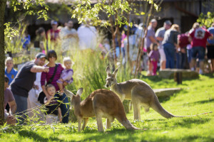 Nashville Zoo Family Fun Package