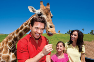 An Adventurer&#39;s Paradise at the San Diego Zoo Safari Park