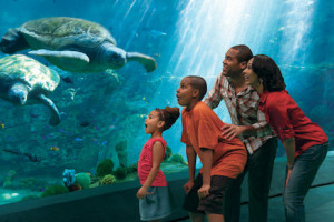 Explore the Ocean&#39;s Wonders - SeaWorld San Diego Vacation