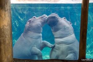 Cincinnati Zoo & Botanical Garden Hotel + Ticket Package