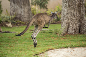 San Diego Zoo Safari Park Hotel + Ticket Package