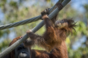 USS Midway & San Diego Zoo Combo