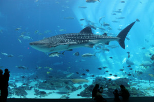 Georgia Aquarium Imagination Nights (Discount PM Admission) - Skip The Box Office Line - Save 30% + Hotel Package