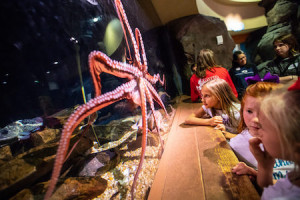 Georgia Aquarium Twilight Admission Ticket + Hotel Package - Skip The Box Office Line