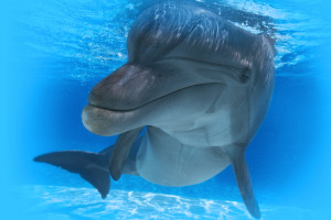 Georgia Aquarium Early Bird General Admission - Skip The Box Office Line - Save 20% + Hotel Package