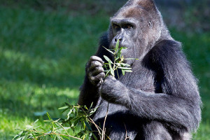 San Francisco Zoo Hotel + Ticket Package