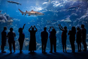 The Florida Aquarium Hotel + Ticket Package