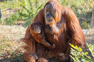 Philadelphia Zoo Hotel + Ticket Package