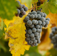 Sonoma Wine Tasting Package