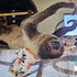 Sloth Encounter (General Admission Required)