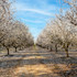 Almond Blossom Cruises